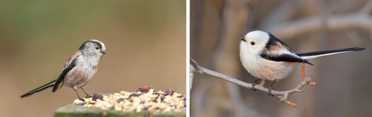 Staartmees (Aegithalos caudatus) - witkopstaartmees (Aegithalos caudatus caudatus)