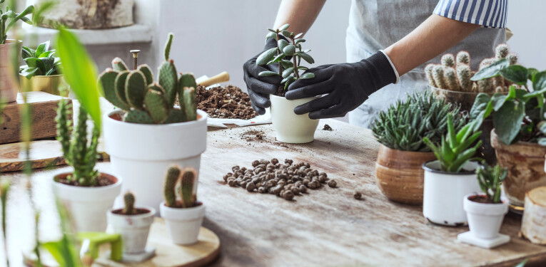 Potgrond voor cactussen en vetplanten