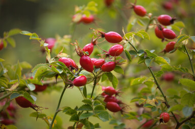 Rozen met bottels