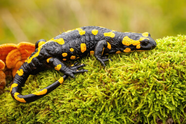 Salamandra salamandra