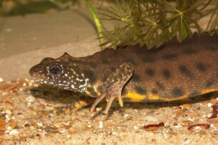 Triturus carnifex