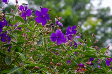 Tibouchina urvilleana