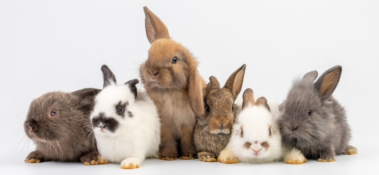 Konijnen zijn groepsdieren