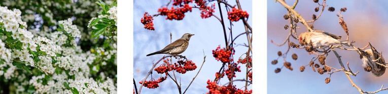 Crataegus - Sorbus - Alnus