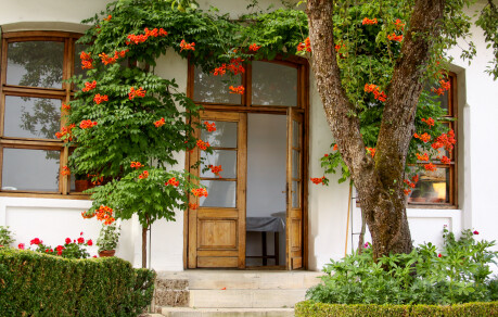 trompetklimmer (Campsis radicans)