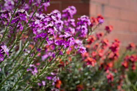 De wilde tuin met steenraket