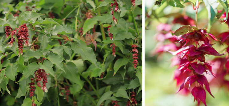 Leycesteria formosa ‘Purple Rain’