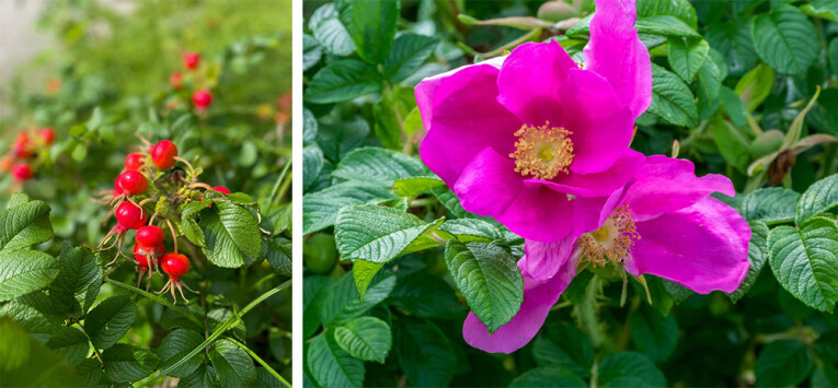 Rosa rugosa