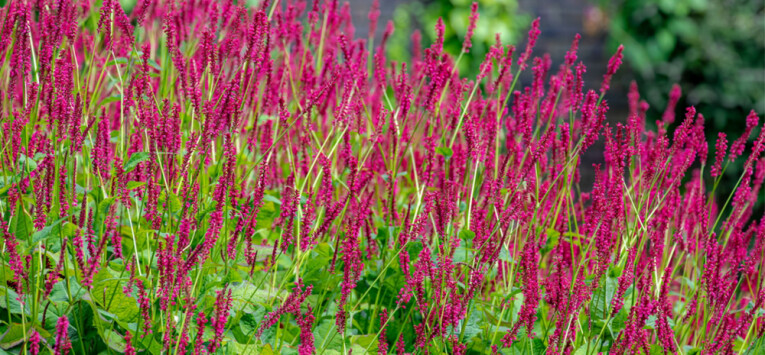 Persicaria amplexicaulis 'Speciosa'