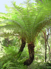 Dicksonia antarctica