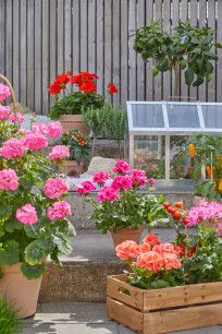 Combineer eetbare planten met bloemen