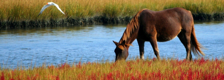 Voorzie voor weidedieren zoals paarden schaduw