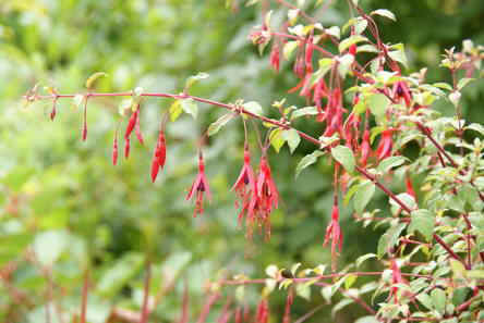 Fuchsia's