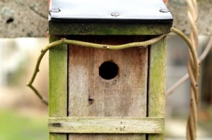 nestkasten online - nestkasten inspecteren