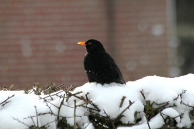 merel in de tuin - tuinvogels winter