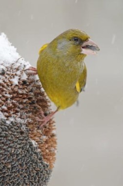 groenling op zonnebloem door Wim Acke