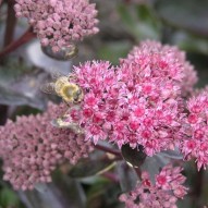 bijen - en hommelplanten