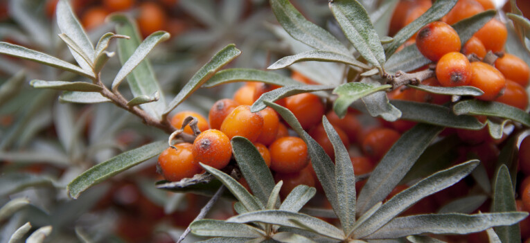 Hippophae rhamnoides - Duindoorn