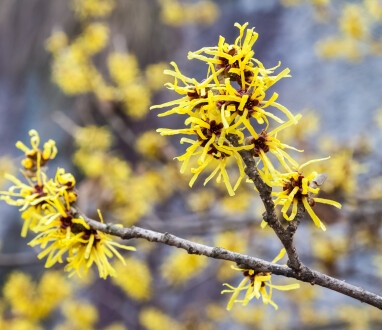 vroegbloeiende Hamamelis of toverhazelaar