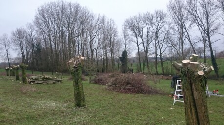 Bomen snoeien in het voorjaar