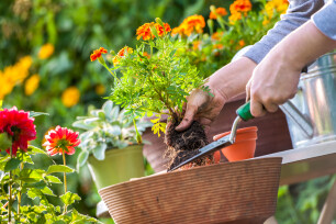 Kuipplanten, perkgoed en eenjarigen planten