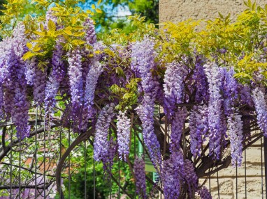 Wisteria - blauwe regen