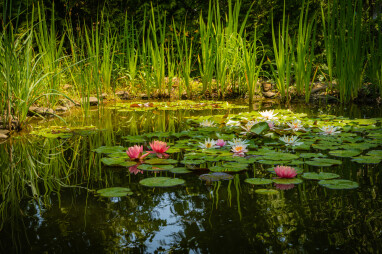 Vijveronderhoud in juni