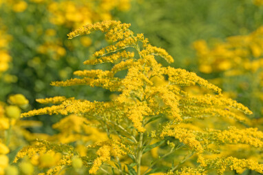 Solidago - Guldenroede