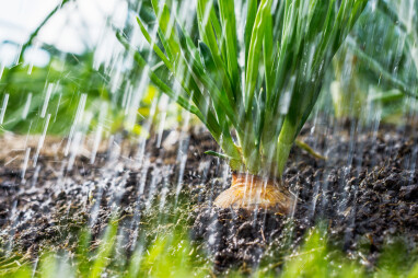 Regen in de herfstmoestuin