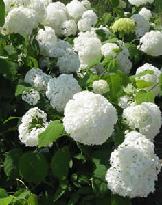 sneeuwbalhortensia ‘Annabelle’