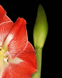 Amaryllis zetten tegen kerst