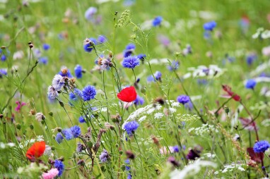 Hoe een bloemenweide aanleggen