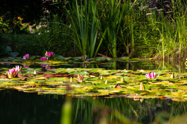 Vijver met divers overplanten en waterlelies