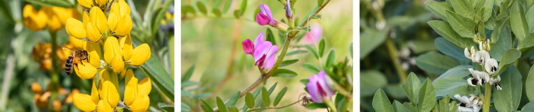 Gele lupine - Voederwikke - Veldboon