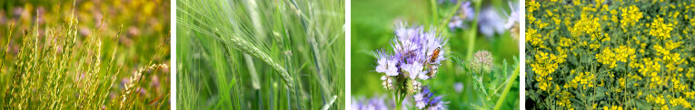 Engels raaigras - Rogge - Phacelia - Gele mosterd