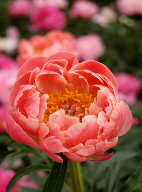 Paeonia lactiflora Coral Sharm