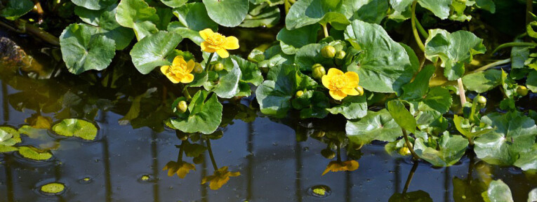 Caltha (Dotterbloem)