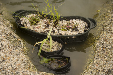 Waterplanten planten