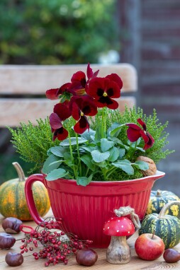 Viooltjes in de herfst