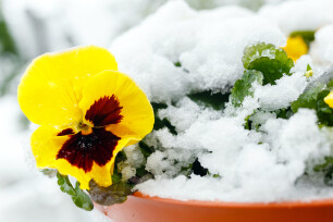 Viooltjes in de sneeuw