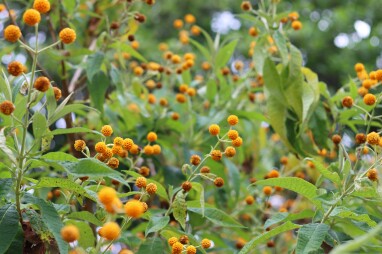 Buddleja globosa