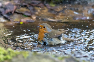 Erithacus rubecula of roodborstje zoekt verkoeling