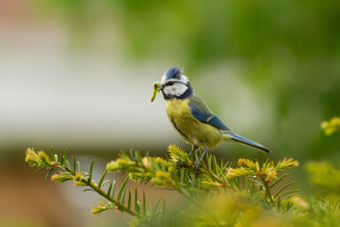 Cyanistes caeruleus of Pimpelmees met gevangen insect