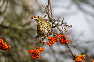 Zanglijster of Turdus philomelos tijdens de herfst