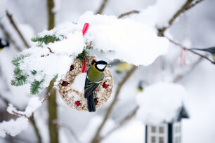 Parus major of Koolmees voederen in de winter