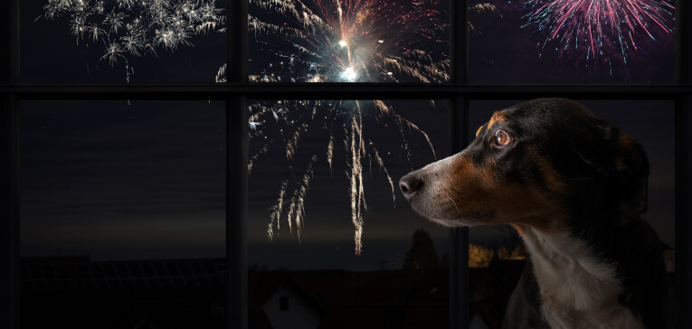 Voorkom angst bij dieren tijdens het vuurwerk