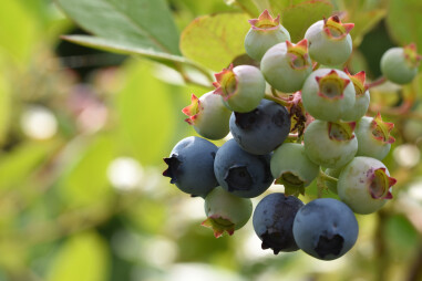 Vaccinium corymbosum