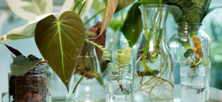 Kamerplanten op watercultuur