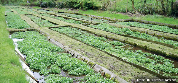 aangelegde waterkersbedden 