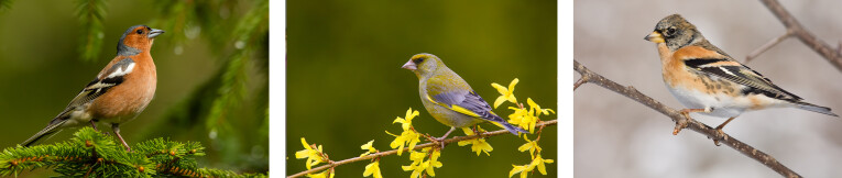 v.l.n.r. vink (Fringilla coelebs), groenling (Chloris chloris) en keep (Fringilla montifringilla)